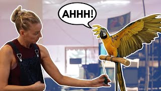 How to Work With ANXIOUS Birds | Luna The Macaw