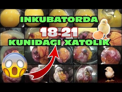 Video: Tuxum inkubatori nima?