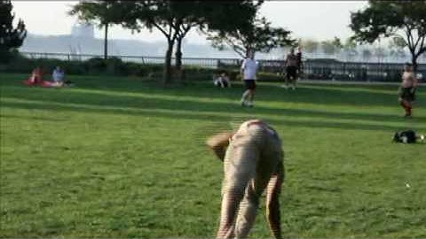 Gui DaSilva-The Beginning