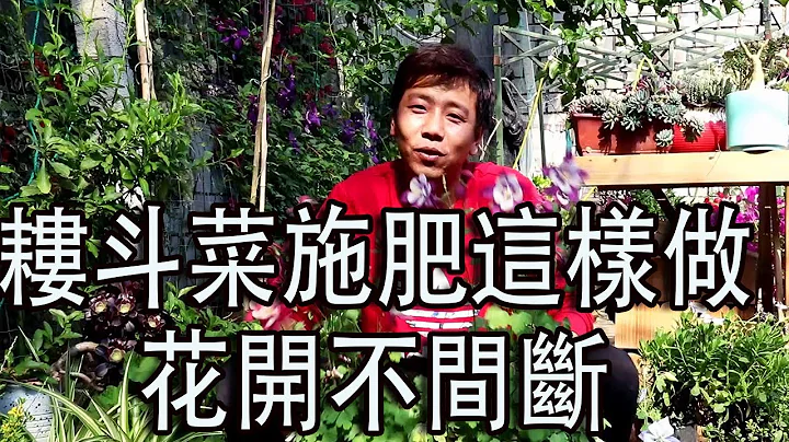 【养养养花花花】耧斗菜开花太美了，耐旱又耐寒，简单用点肥，开花不间断！ - 天天要闻