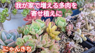 Succulents] I made a succulent arrangement for an event using
