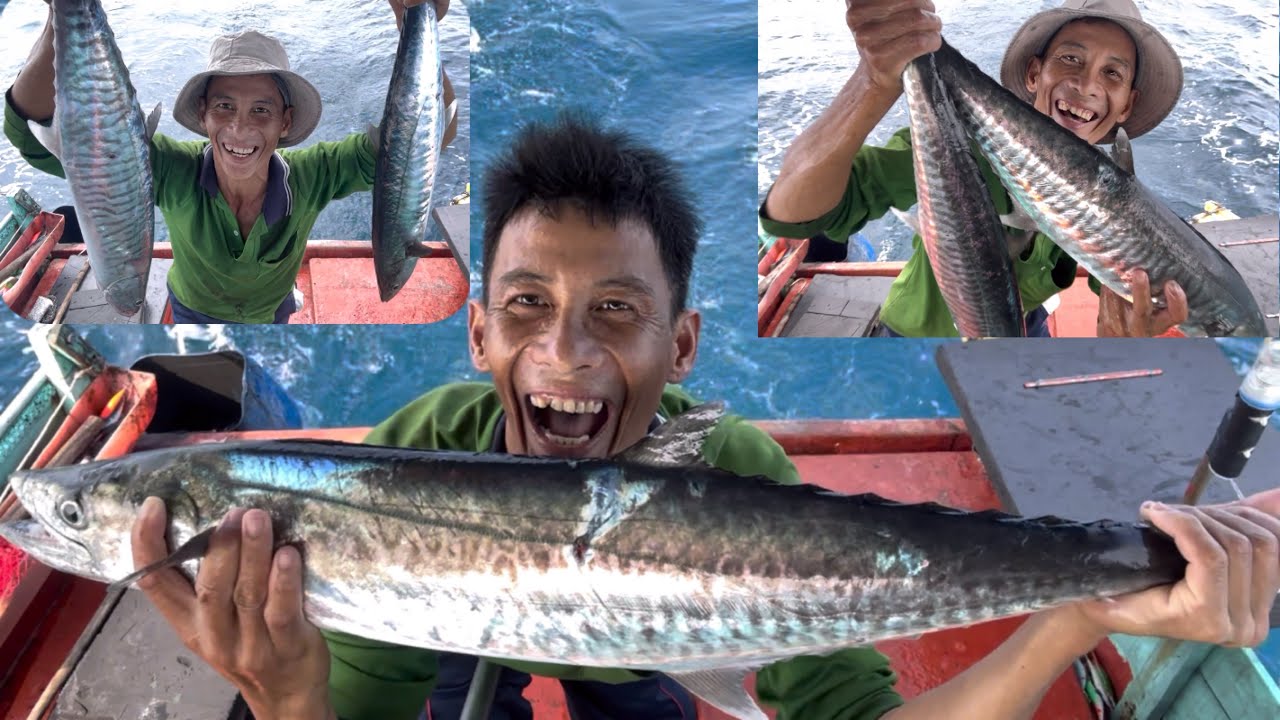 Tới mùa cá thu | kéo thật đã tay | trúng ngay mé cá | hoàng Phú quốc