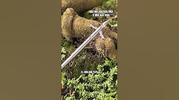 Mũi M4 bắn cá lặng nước sâu cực tốt #reels #shots #trending #slingshot #100