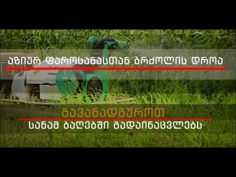 დასავლეთ საქართველოში აზიური ფაროსანას წინააღმდეგ წამლობა აქტიურ რეჯიმში დაიწყო