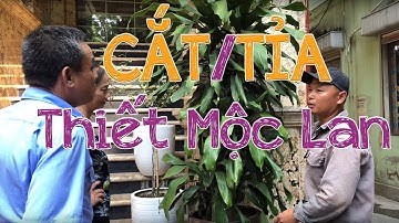 126. Cắt tỉa cây Thiết mộc lan - Cây cảnh Chợ Hàng