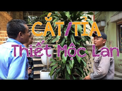 Video: Tỉa Cây Thiết Mộc Lan - Mẹo Cắt Tỉa Cây Thiết Mộc Lan