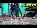 घर में नाग-नागिन का जोड़ा,भयानक मंज़र|Two Venomous Cobra Snake Rescue From Moch,Bilaspur Chhattisgarh