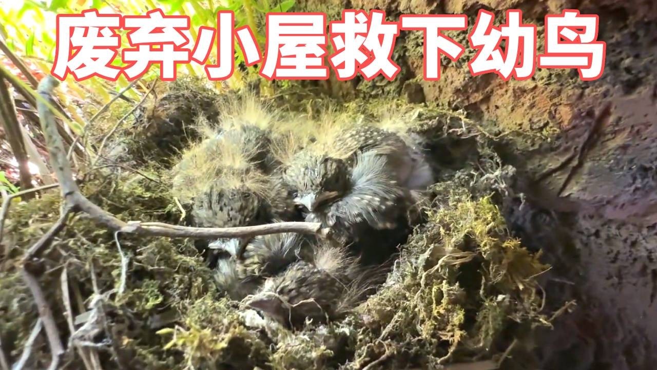 废弃小屋中居然传来幼鸟呼救声，一番找寻后发现是四只刚出生的幼鸟！#动物世界 #动物救助 #神奇动物