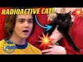 'Radioactive Cat' On The Loose! (New Episode)  | Danger Force