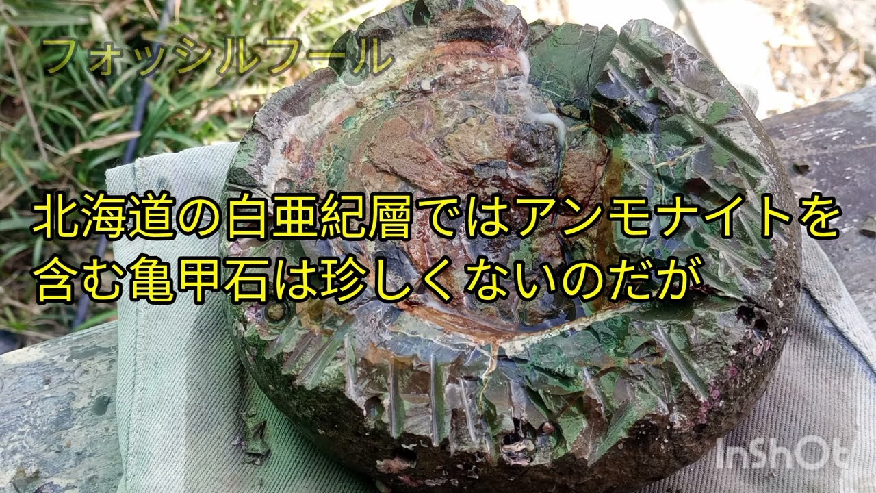 銚子市のアンモナイトをクリーニング、化石のクリーニング用具を改良す 