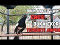 PANCINGAN KACER AMPUH DI JAMIN KACER LAIN LANGSUNG EMOSI DAN BUKA EKOR COCOK UNTUK DONGKRAK EMOSI