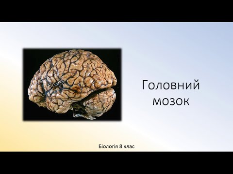 Біологія людини. Головний мозок