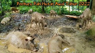 BERBURU BABI HUTAN YANG SANGAT BANYAK AWAL TAHUN 2022 DI HUTAN KALIMANTAN