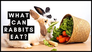 What Can Rabbits Eat?