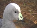 cape barren goose