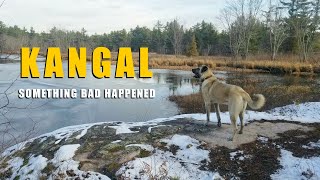 Something Bad Happened To Our Kangal | Turkish Kangal Dog by Ash The Kangal 3,520 views 1 year ago 18 minutes