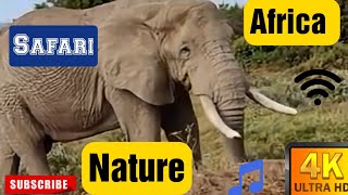 4K Wild Animals - Peaceful Nature: Serene Wildlife Relaxation and Meditation Film