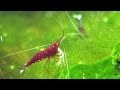 Caridina dennerli, the Cardinal shrimp from Sulawesi breeding