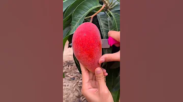 PARTHENOCARPIC MANGO VARIETY SINDHU SEEDLESS MANGO PARTHENOCARPY IN MANGO MANGO Faming 