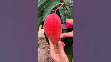 PARTHENOCARPIC MANGO VARIETY : SINDHU || SEEDLESS MANGO || PARTHENOCARPY IN MANGO || MANGO Faming🍋🍂