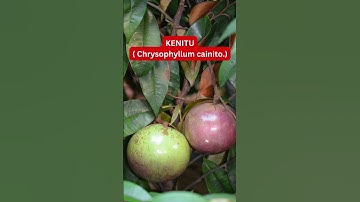 BUAH LANGKA INDONESIA