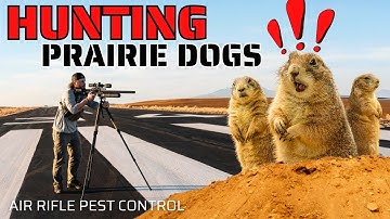 Hunting Prairie Dogs with the NEW FX Leopard! | Pest Control with Air Rifles!