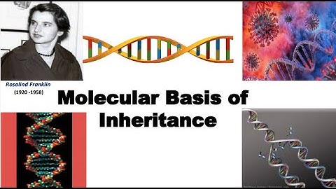 Molecular Basis of Inheritance Part 8