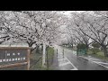 2023.3.26(日)藤岡渡良瀬運動公園の桜並木(栃木県)