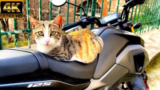Biker cat 😂 He lies on the motorcycle without disturbing his comfort 😹