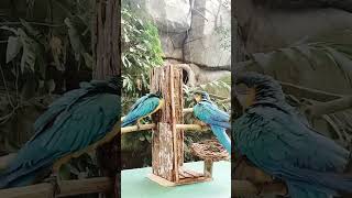 #cebusafari #trainingbird #trainingsession #courtshipdisplay #blue&amp;goldmacaw