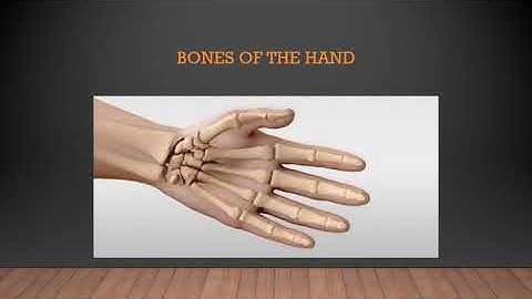 6TH STANDARD/ GENERAL SCIENCE/  CHAPTER 8/ BODY MOVEMENT /VIDEO 20