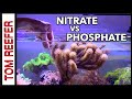 Reef tank nitrate vs phosphate  should they be high or low 