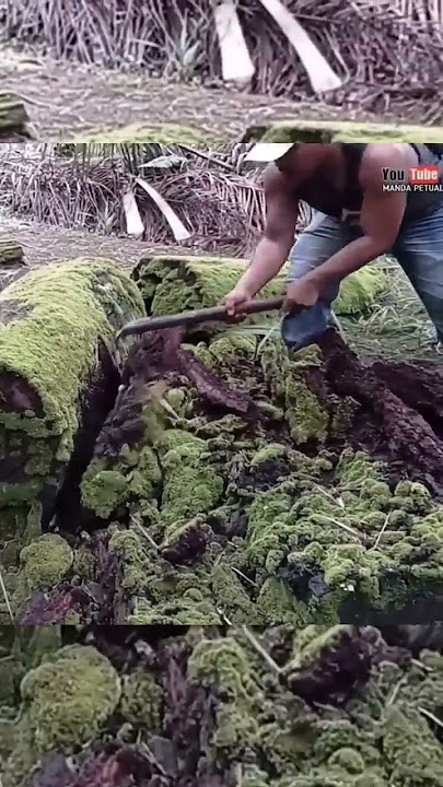 tiba tiba keluar ular daei sarangnya saat di bongkar..