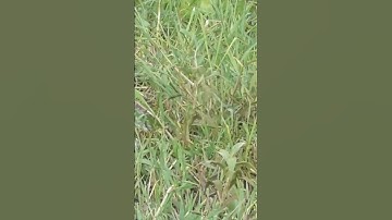 CẬN CẢNH CÁ LÓC TÁP MỒI NHÁI HƠI HVA FROG ✅  #shorts