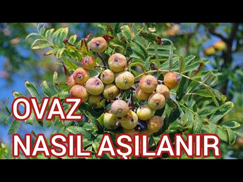 ŞİFA KAYNAĞI OVAZ NASIL AŞILANIR