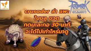 🎮︱ragnarok classic︱Crusader︱ใส่ของล่า แพะ︱ขวด ใบบลู︱30 นาที︱กดมะละกอ︱จะได้ไปเท่าไหร่มาดู