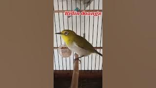 call dobel pleci Monty/montanus jantan ~ Bidin doangz