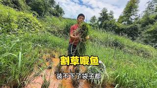 雨锅把农场的鸡喂了，就到荒田里去割草喂鱼，老妈种的辣椒也可以上市啦