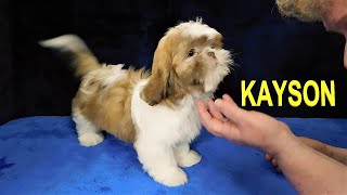 Shih Tzu Puppy  KAYSON