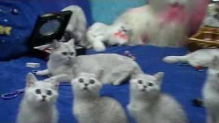 Британские котята на british-chinchilla.dp.ua Британские котята на british-chinchilla.dp.ua