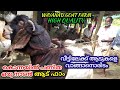 ദാസേട്ടന്റെ നാടൻ ആട് ഫാം🐑Goat Farming|Goat Farm|Goat Farming|Goat Farming Kerala|Aadu Valarthal|Goat