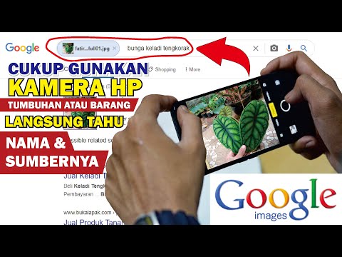 Video: Cara Mengetahui Nama Tumbuhan