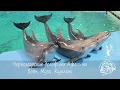Санкт-Петербургский дельфинарий - Шоу черноморских дельфинов афалин Муза, Боян, Куплет
