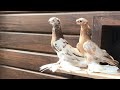 Узбекские Голуби Узбек Кептерлери Uzbek Pigeons 20 июля 2020 г.