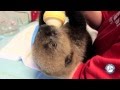 Sea Otter Pup Has Chronic Case of Cuteness