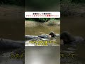 超偏食なしの最強雑食！ アマゾンオオカワウソの食事がヤバい！ #アマゾン自然 #オオカワウソ #生態系の不思議 #淡水生物 #電気ウナギ