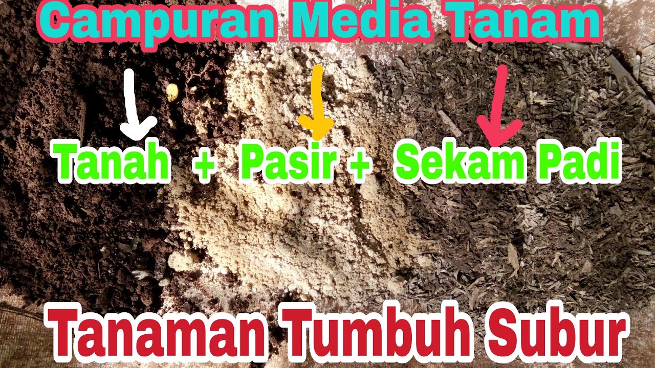 Tanah Yang Sesuai Untuk Tanaman Durian - Berbagi Tanam