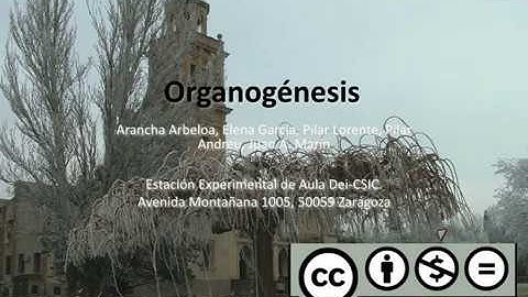 Organogénesis (Versión en castellano)