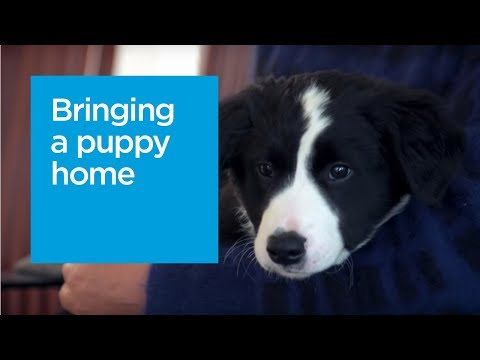 Introducing your new puppy to your home