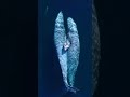 🐋 Ballenas Abrazándose 🐋